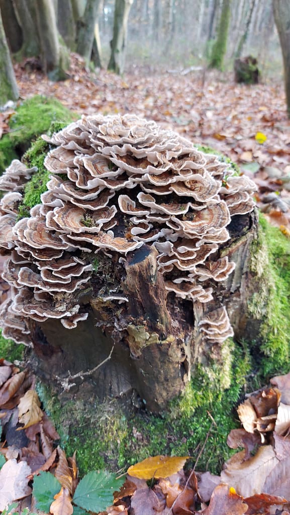 Pilz auf Baumstumpf